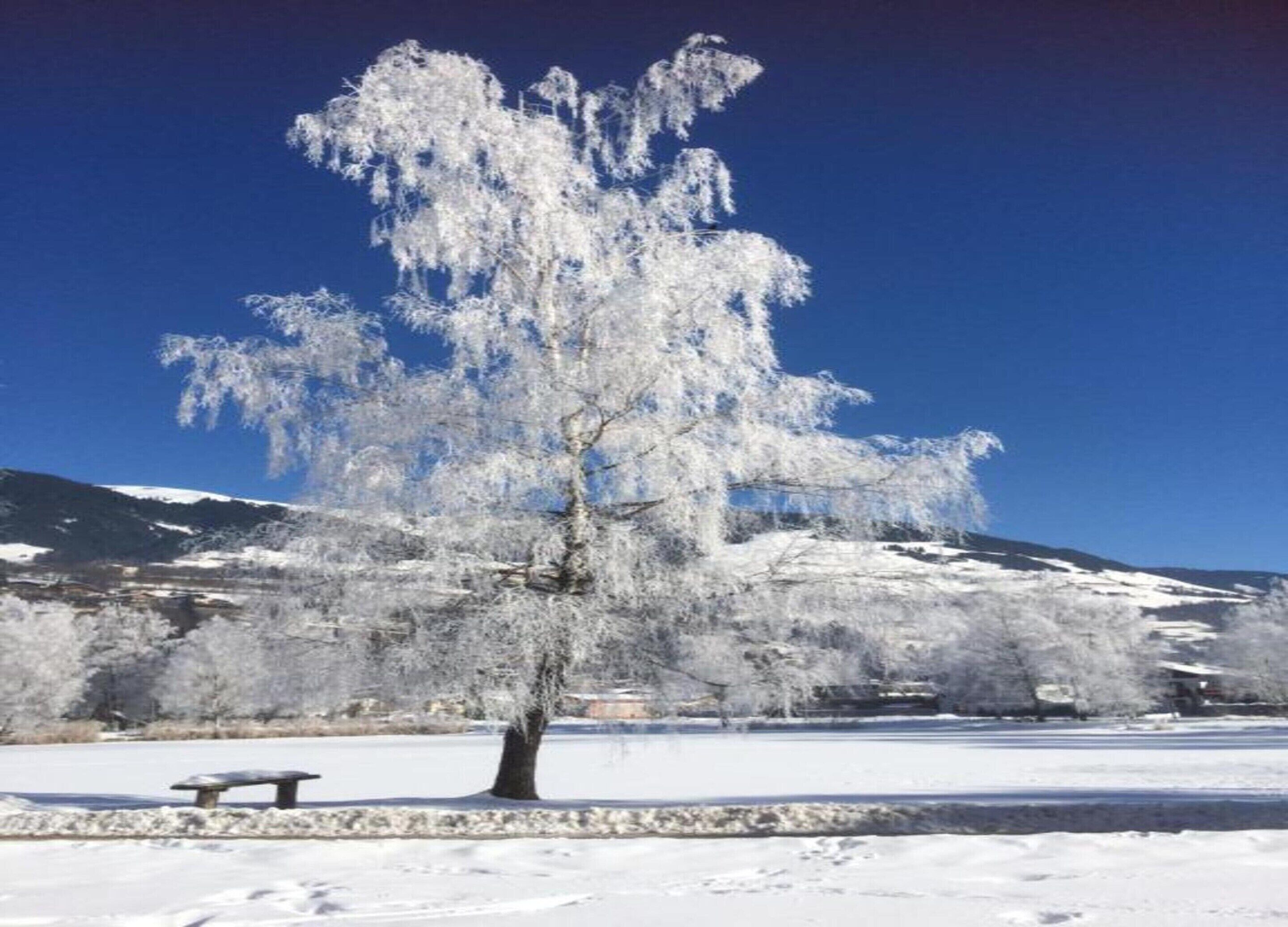 A snow-covered landscape with a bench and a tree in the foreground.