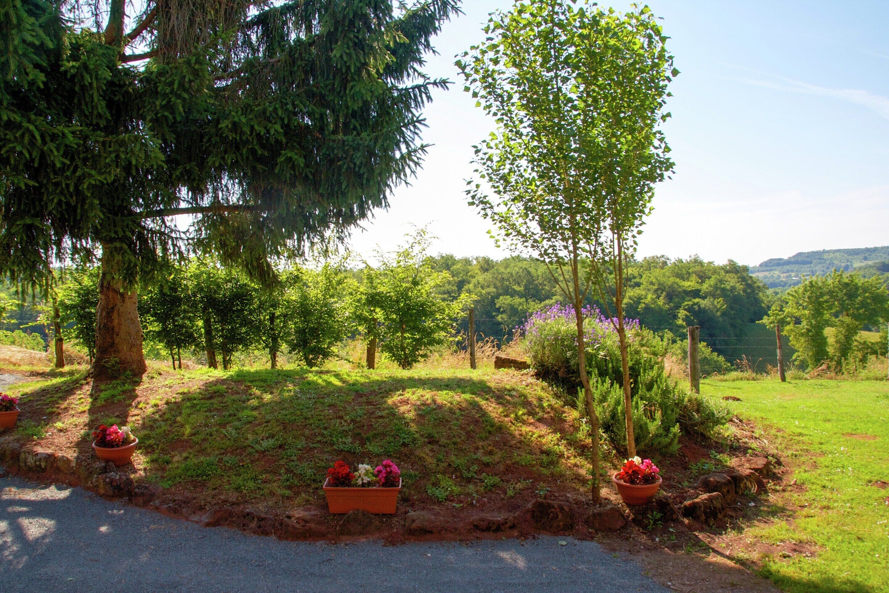 A rural landscape with a dirt path, trees, and flower pots.