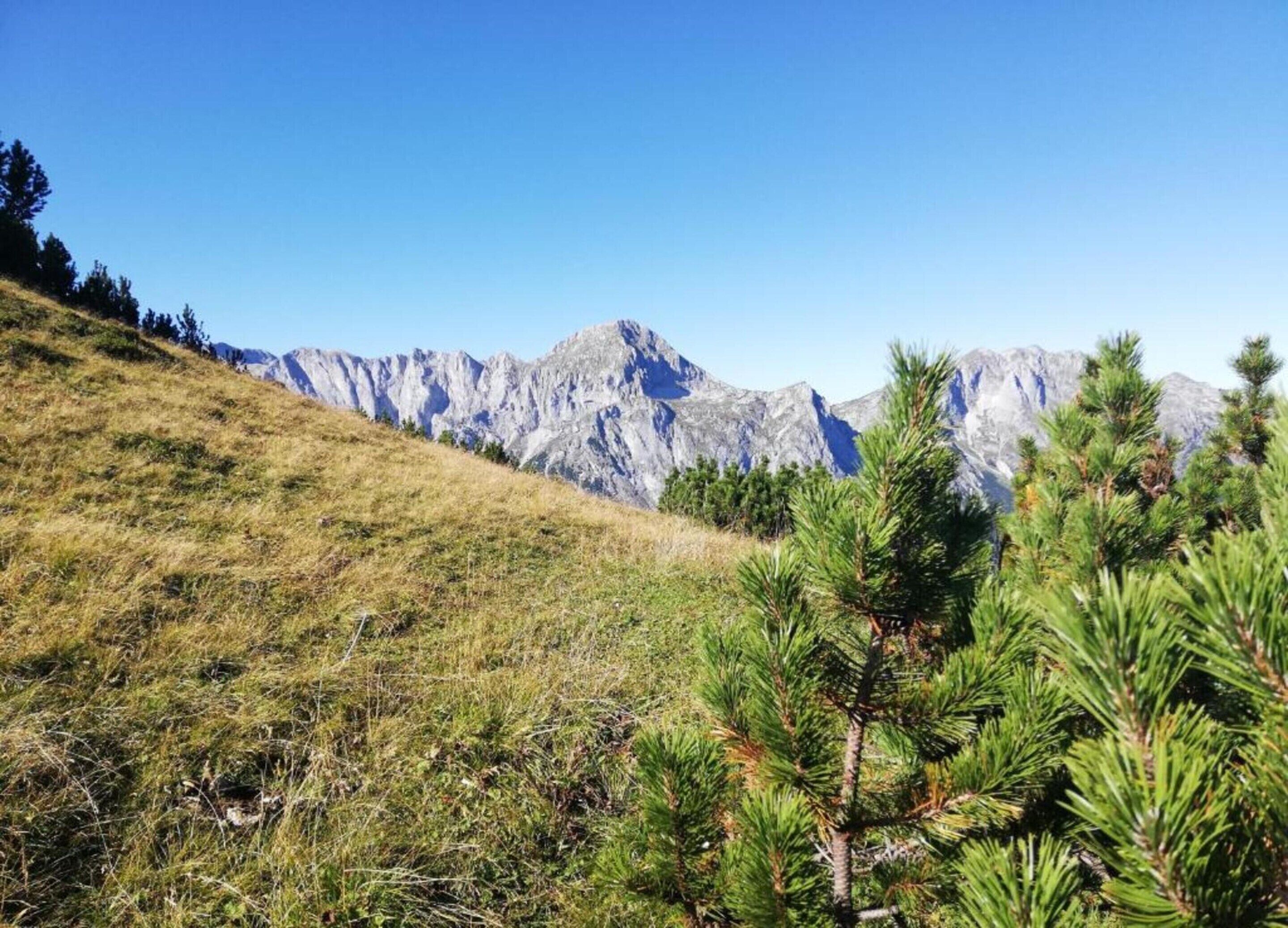 A mountainous landscape with a grassy slope and pine trees in the foreground.