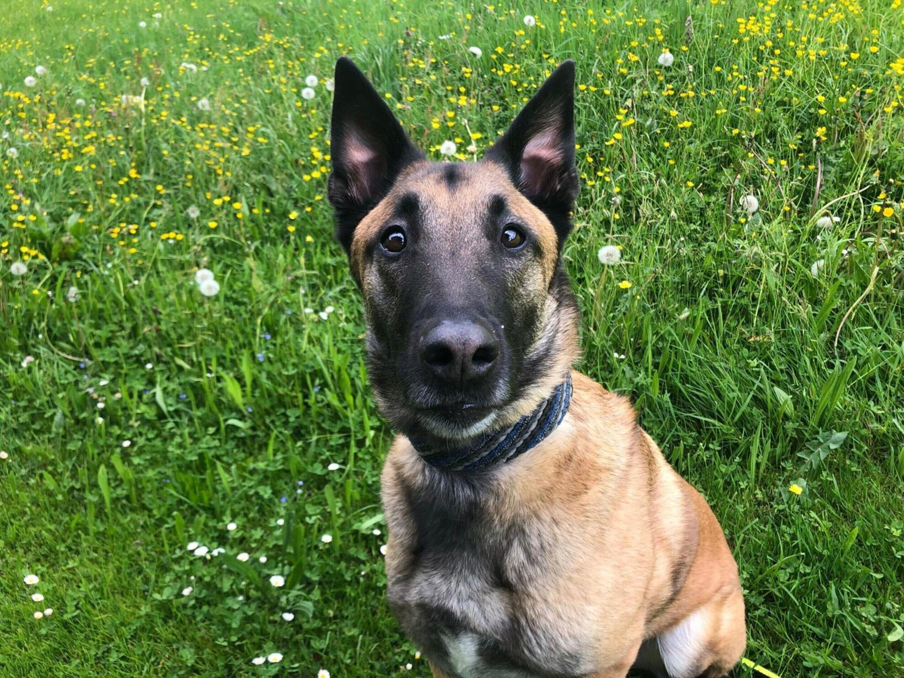 Ein Hund sitzt in einem grasbewachsen Feld mit gelben Blumen.