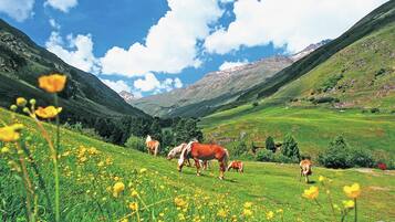 Un paisaje montañoso con caballos pastando.