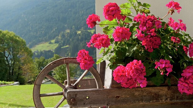 Un carro de madera con flores rosadas y colinas verdes al fondo.
