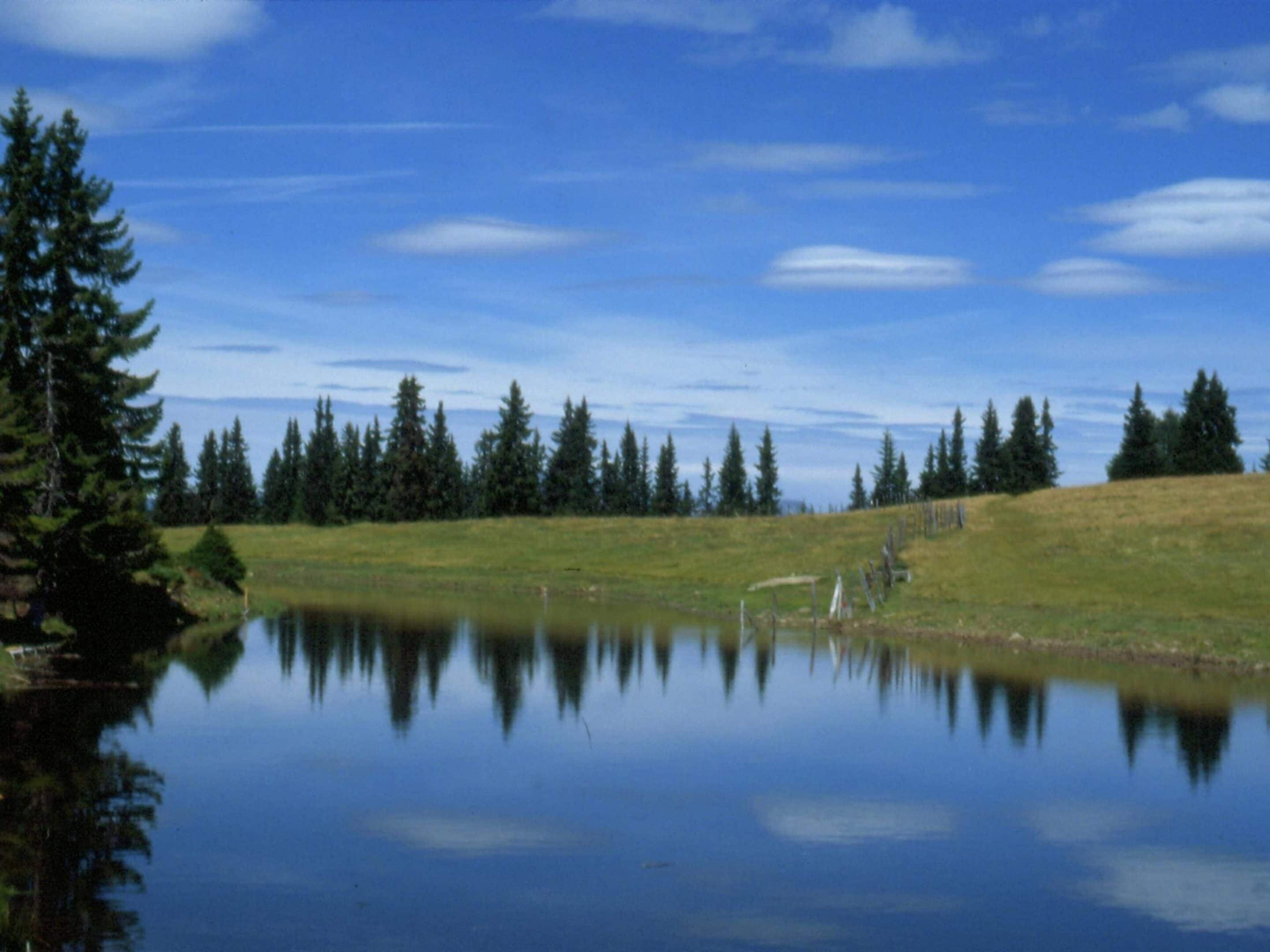A serene landscape with a calm lake reflecting trees and a clear sky.