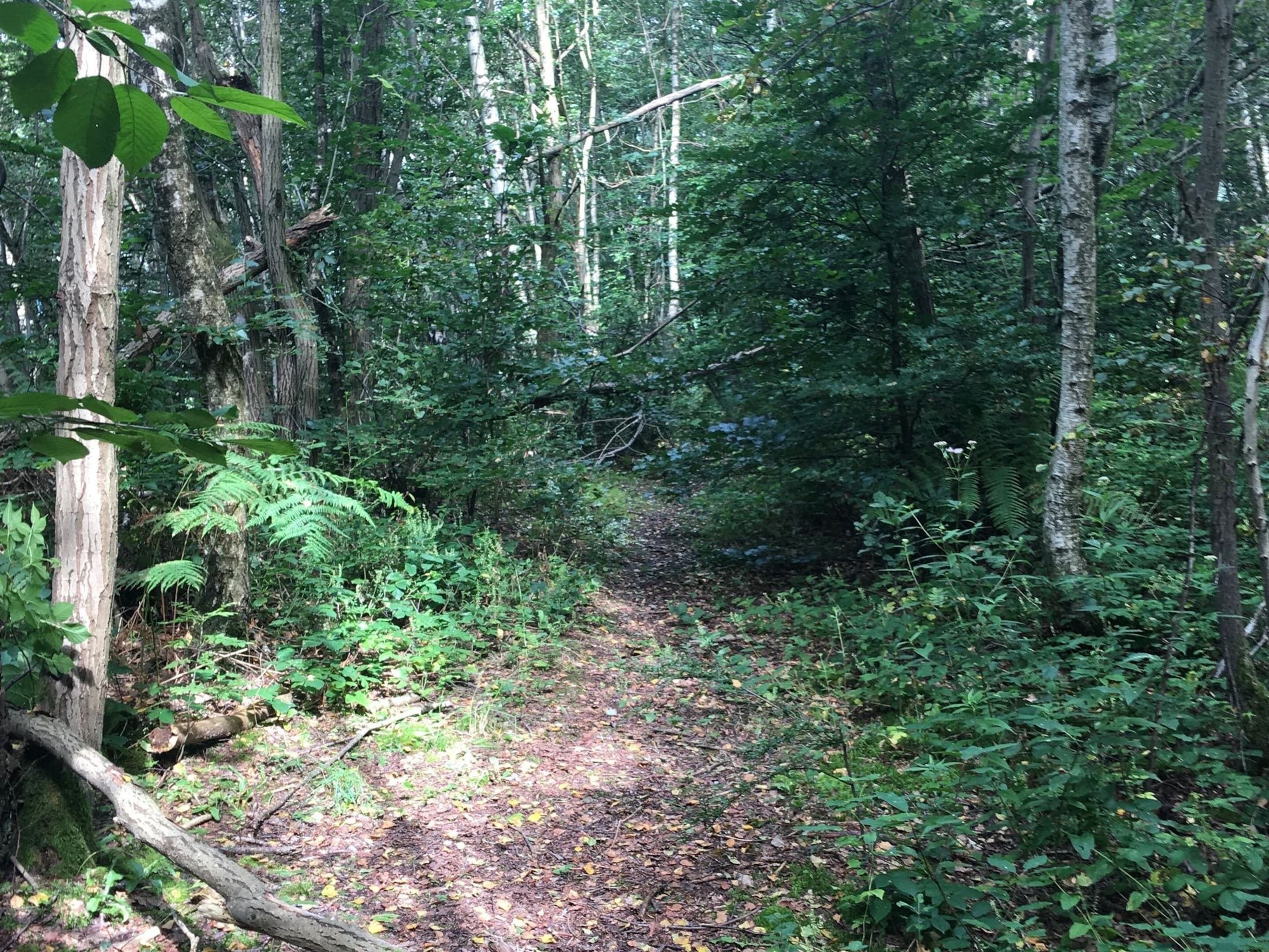 A forested area with a dirt path surrounded by trees and ferns.