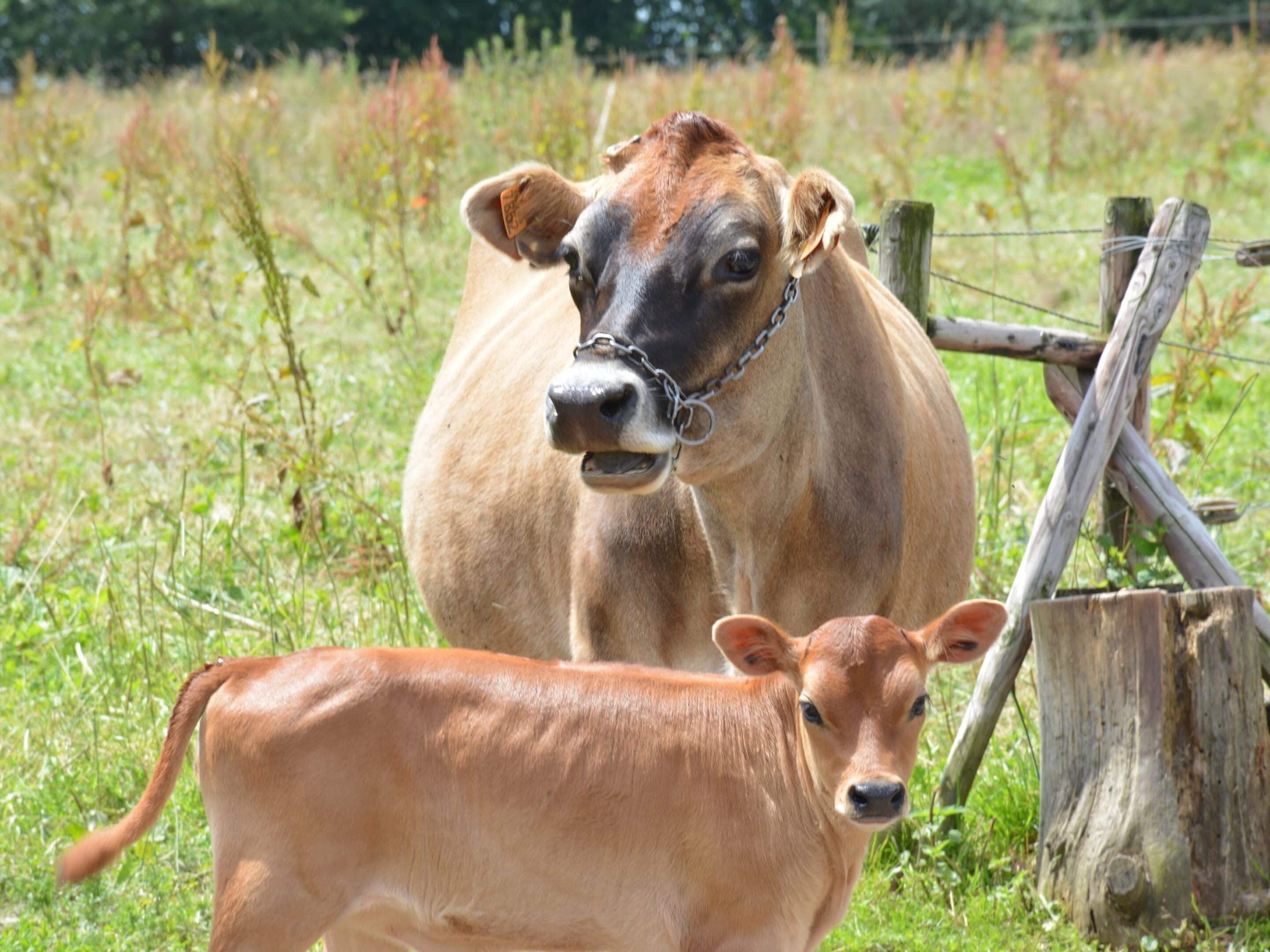 Une vache attachée par une chaîne et un veau dans un champ herbeux.
