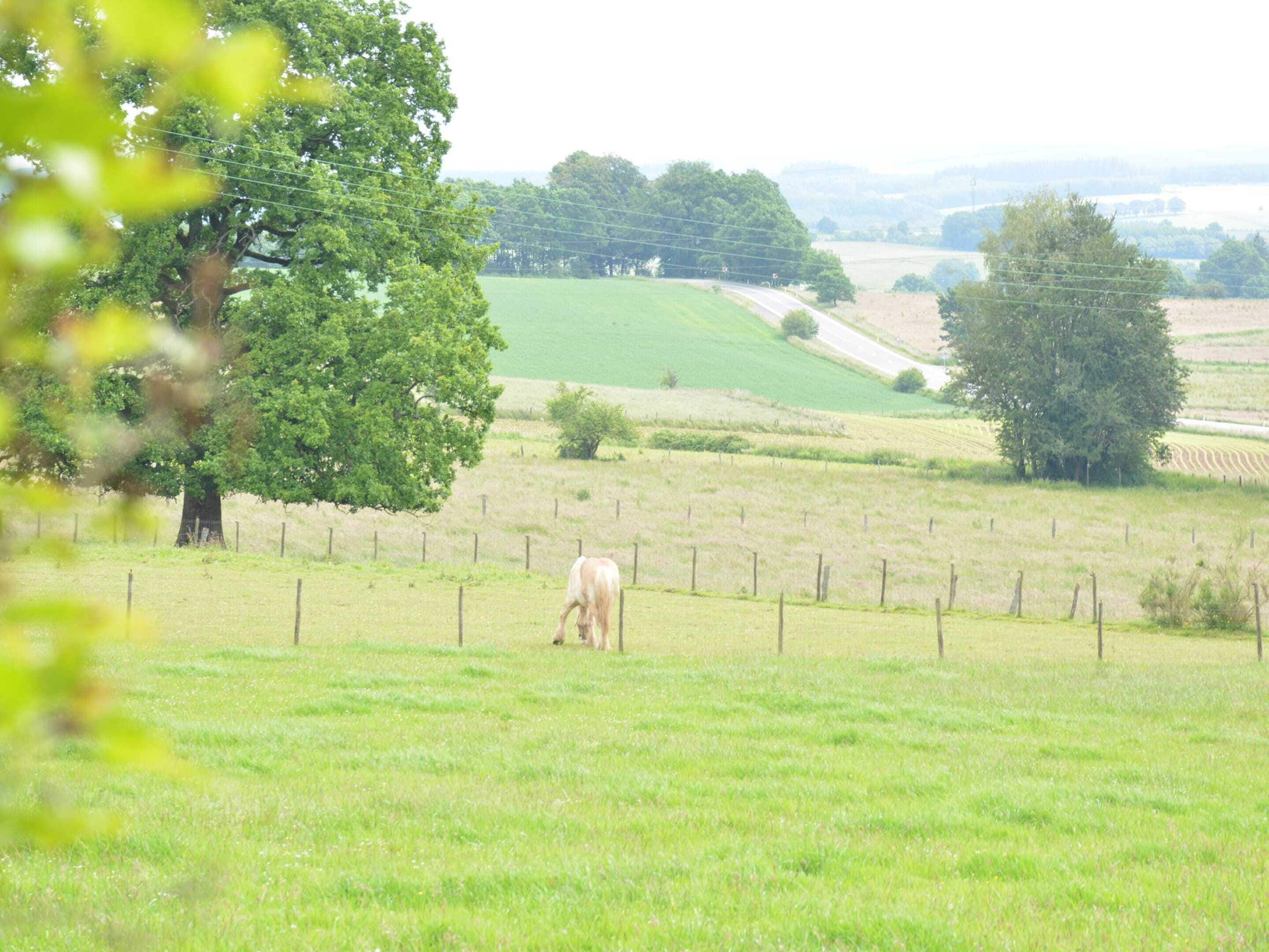 A rural landscape with a fenced field, a tree, and a distant road.