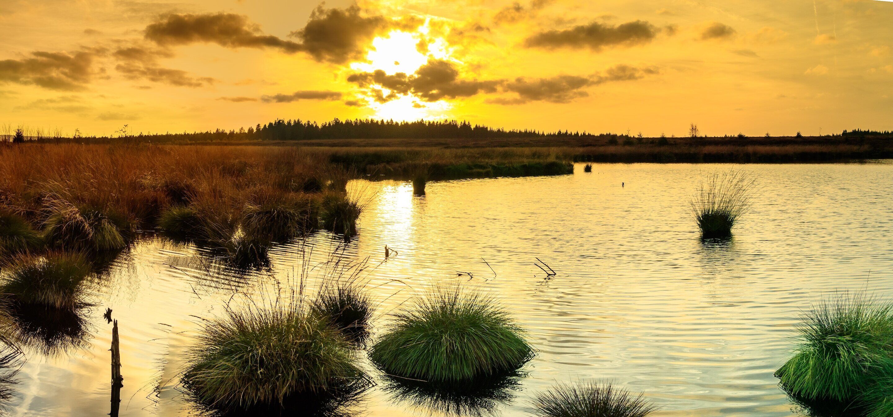 A serene landscape with a body of water, grassy areas, and a distant tree line under a sunset sky.