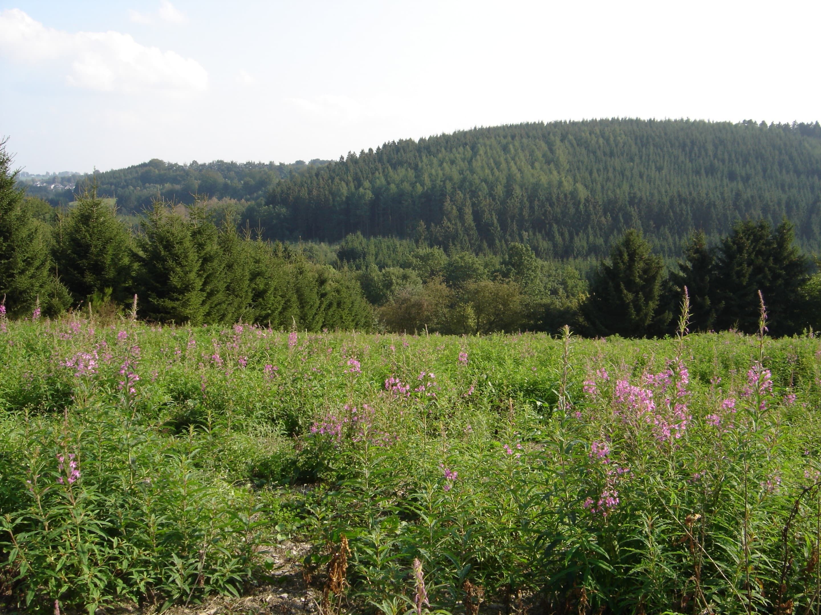 A field with wildflowers and a forested hill in the background.