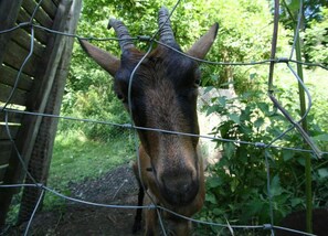 Une girafe se tient derrière une clôture en fil de fer, dans un environnement naturel.