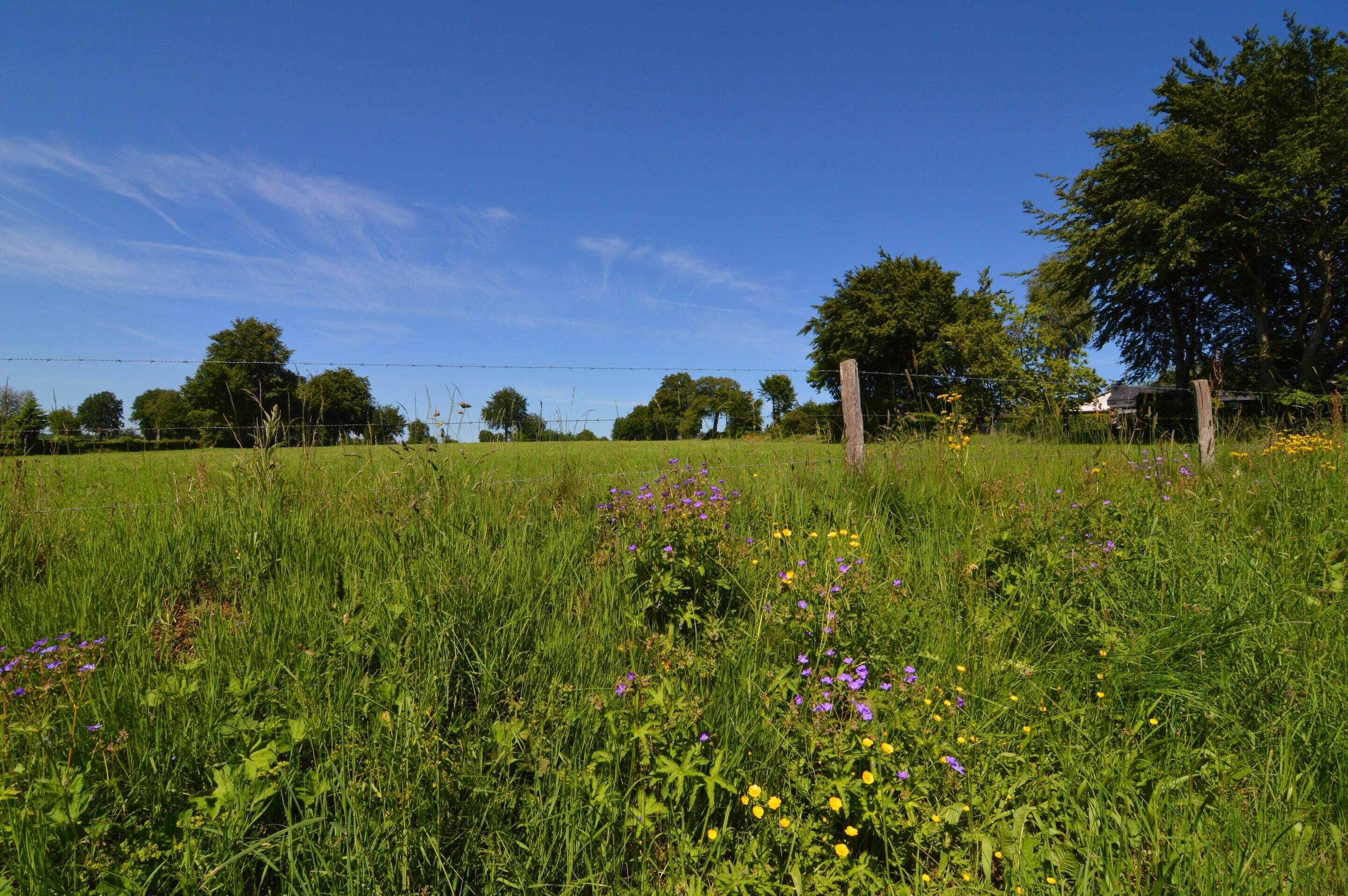 A grassy field with wildflowers and trees in the background.