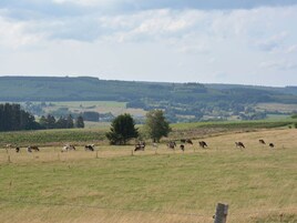 Un paisaje rural con una manada de vacas pastando en un campo.