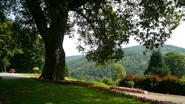 Un grand arbre dans un parc, avec vue sur une chaîne de montagnes.