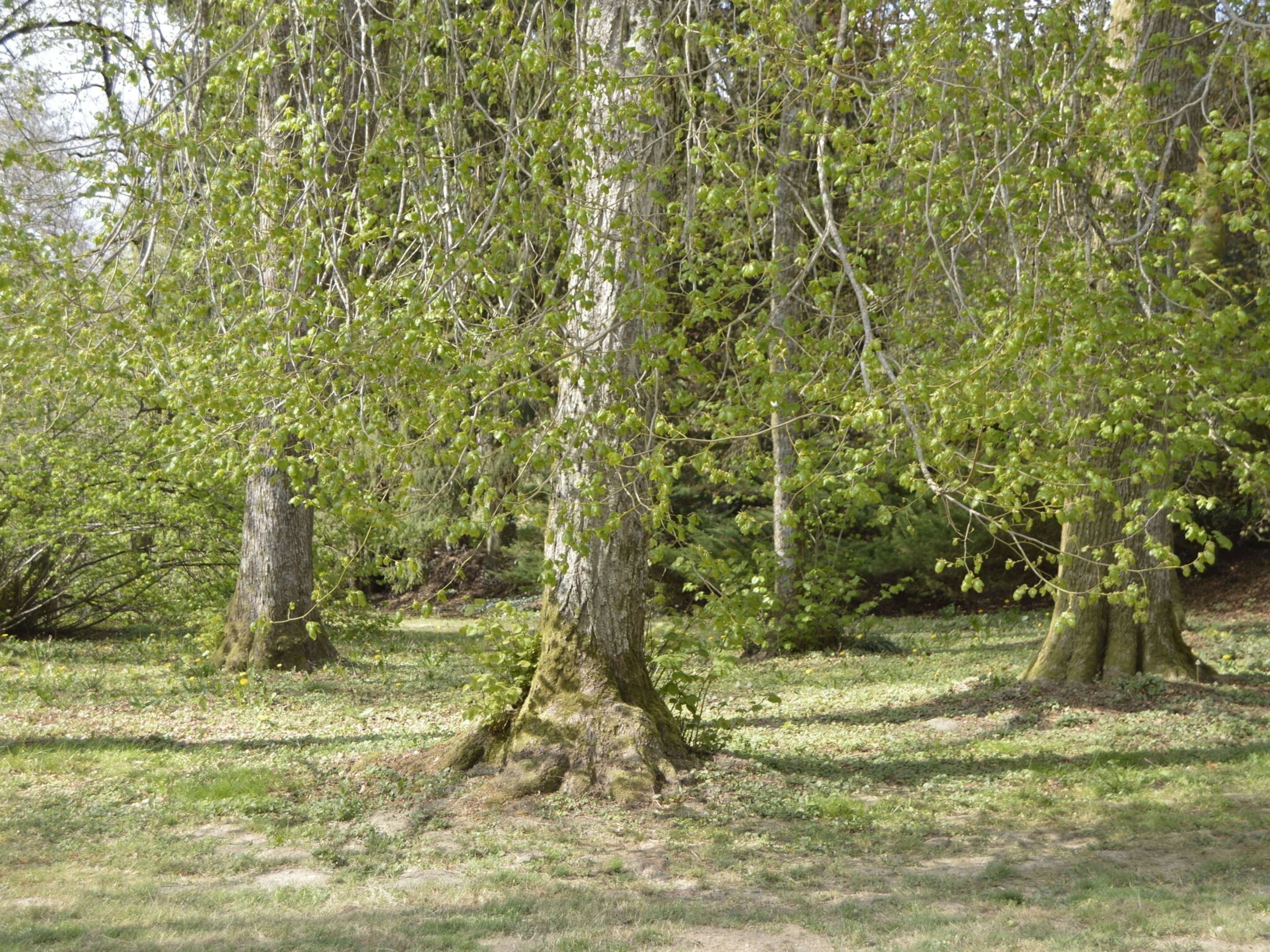 A forested area with multiple trees and a grassy ground.