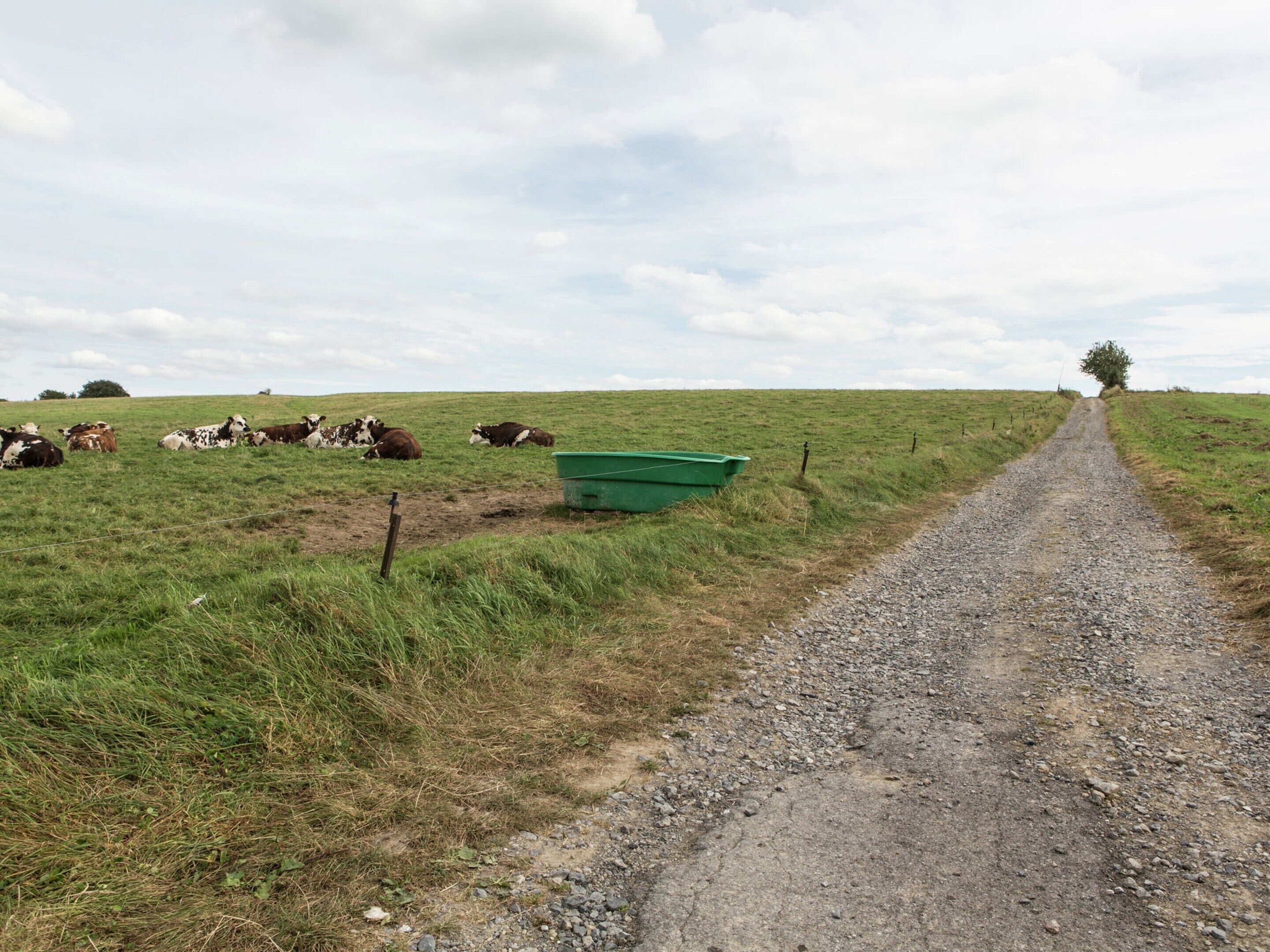 Un camino rural con vacas pastando al borde.