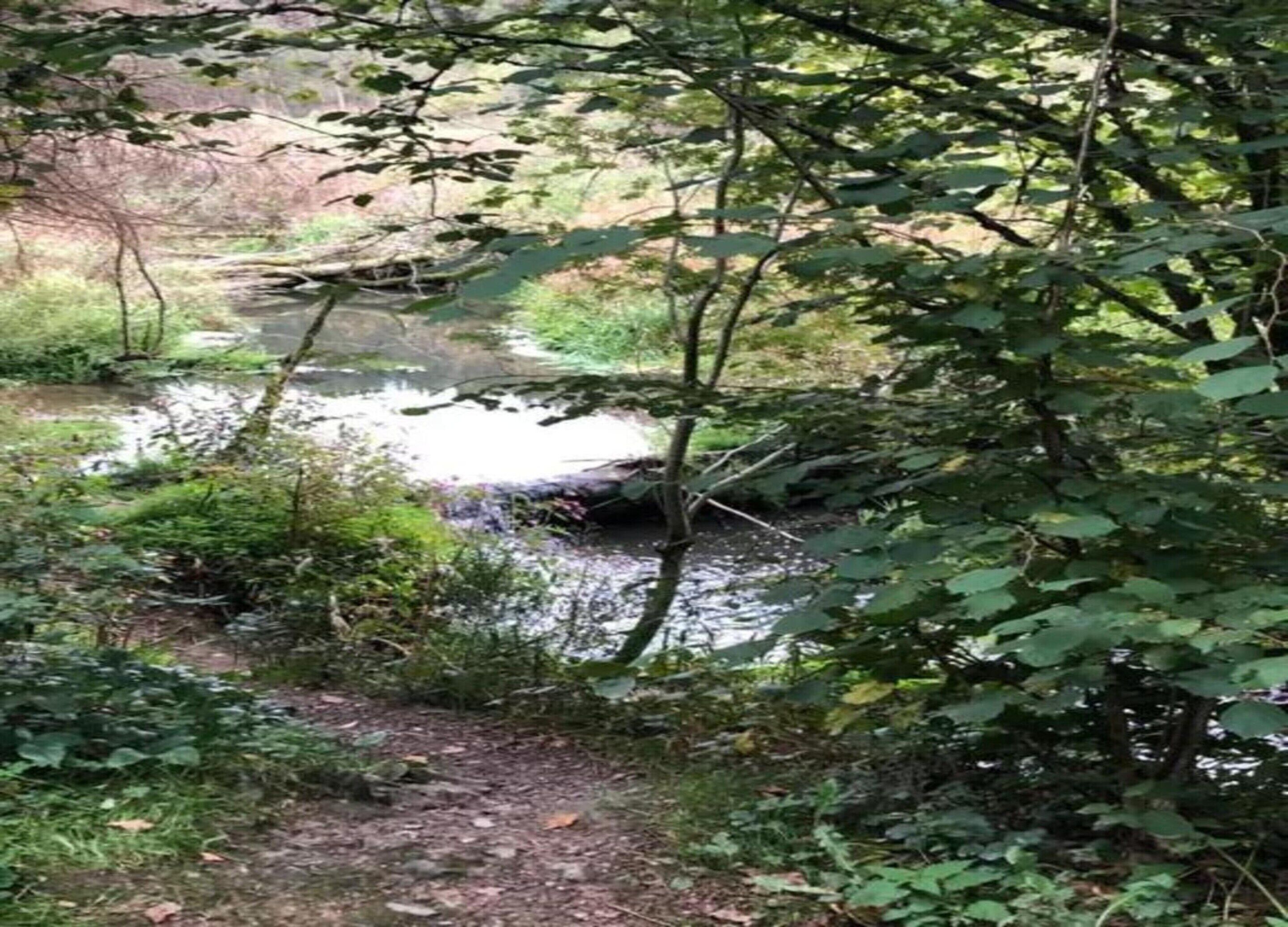 A natural outdoor setting with a small stream, surrounded by dense foliage and trees.