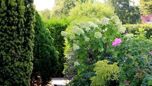 A garden pathway with a wooden fence, lush greenery, and flowering plants. - Flat on the Island of Poel With Sauna (Insel Poel)