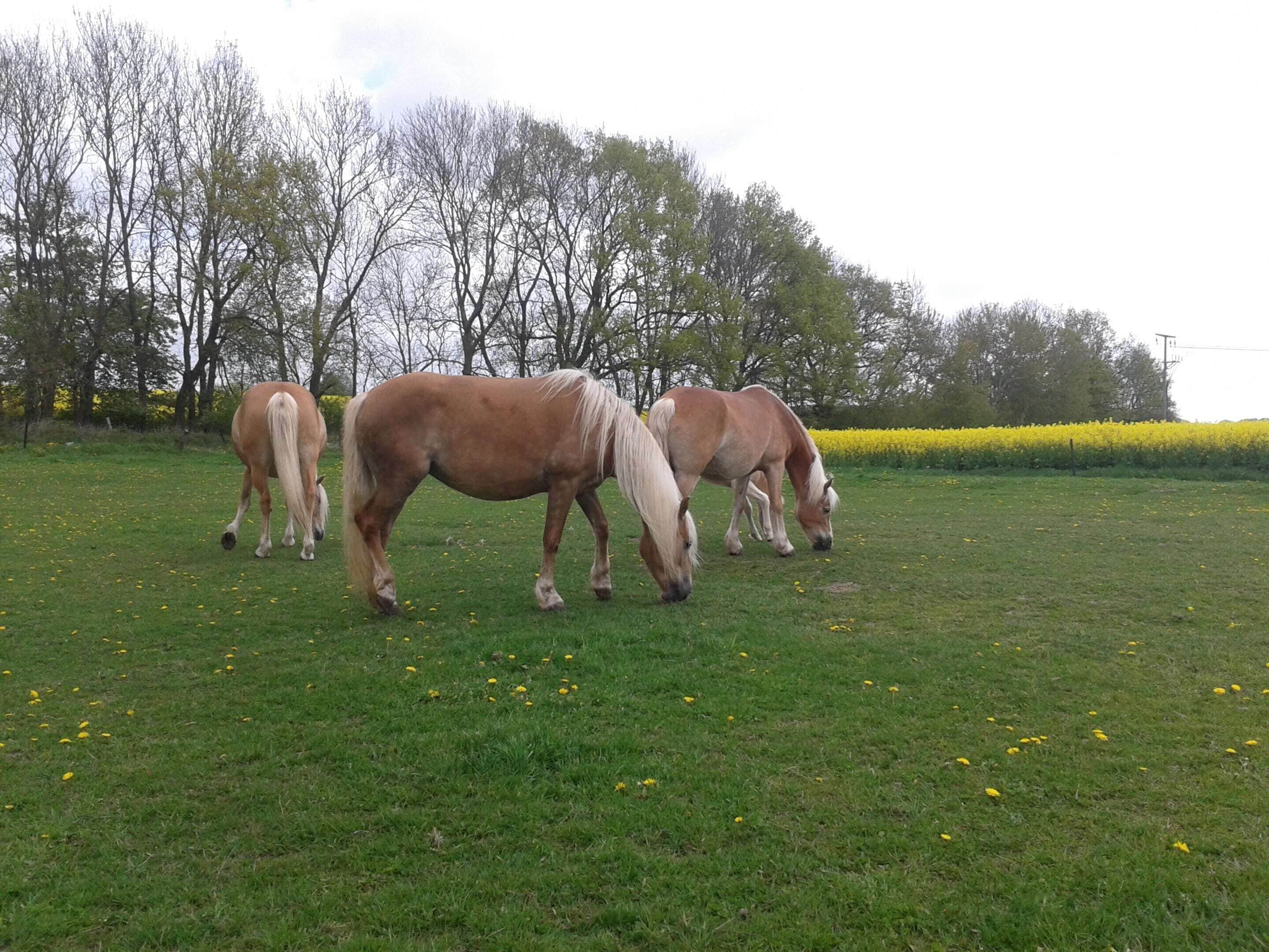 Een begroeiend veld met drie paarden die grazen.