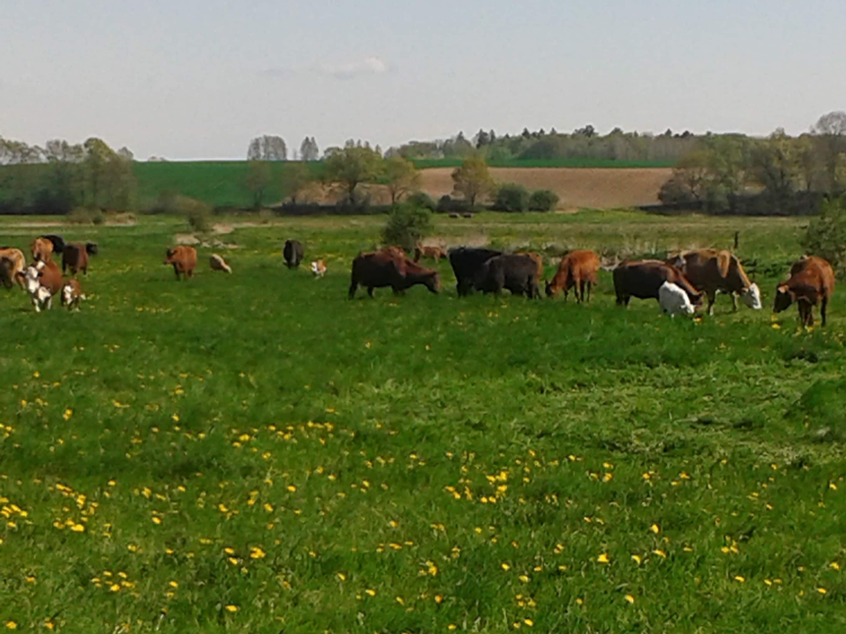 A field with cattle grazing.