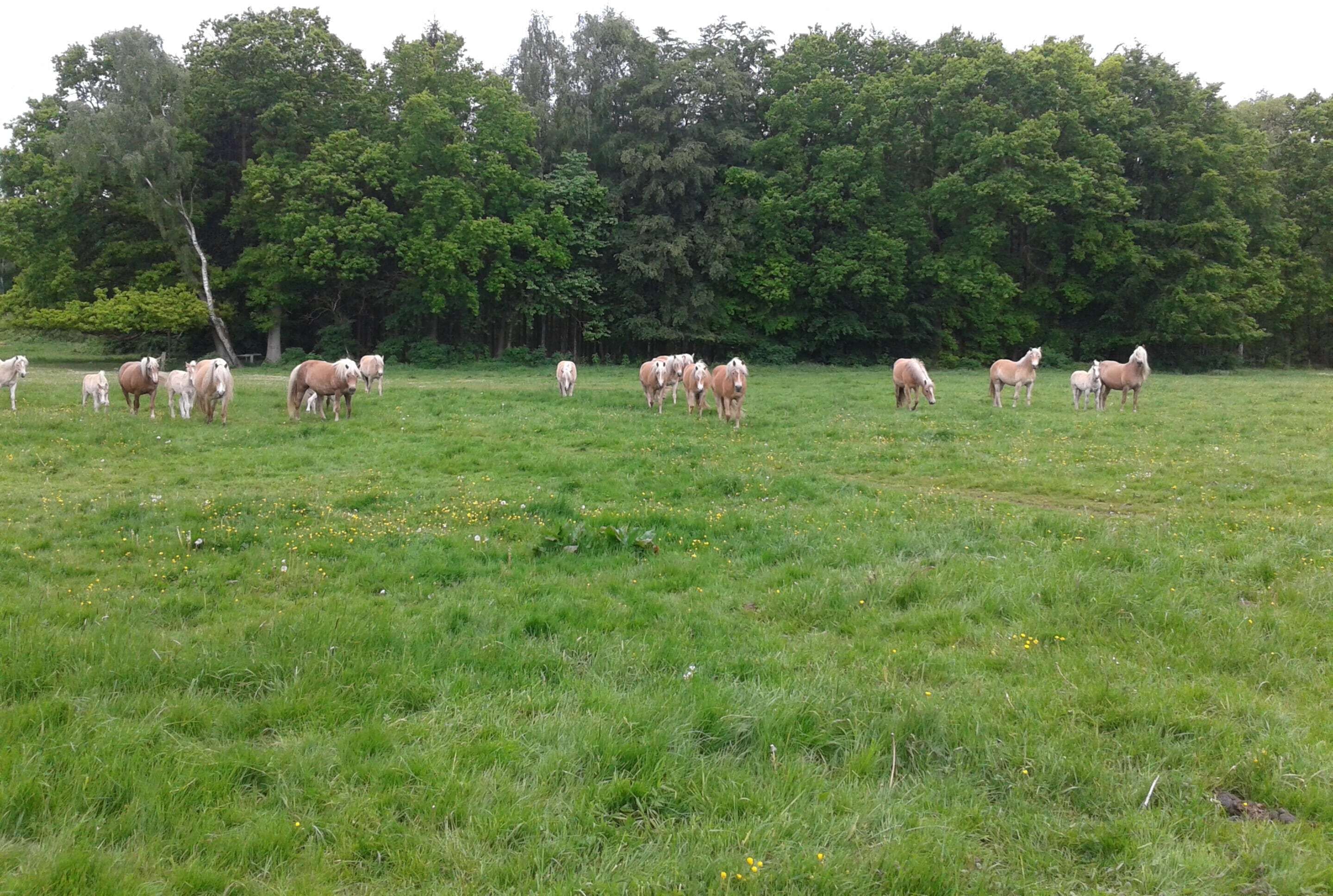 A grassy field with a group of horses.