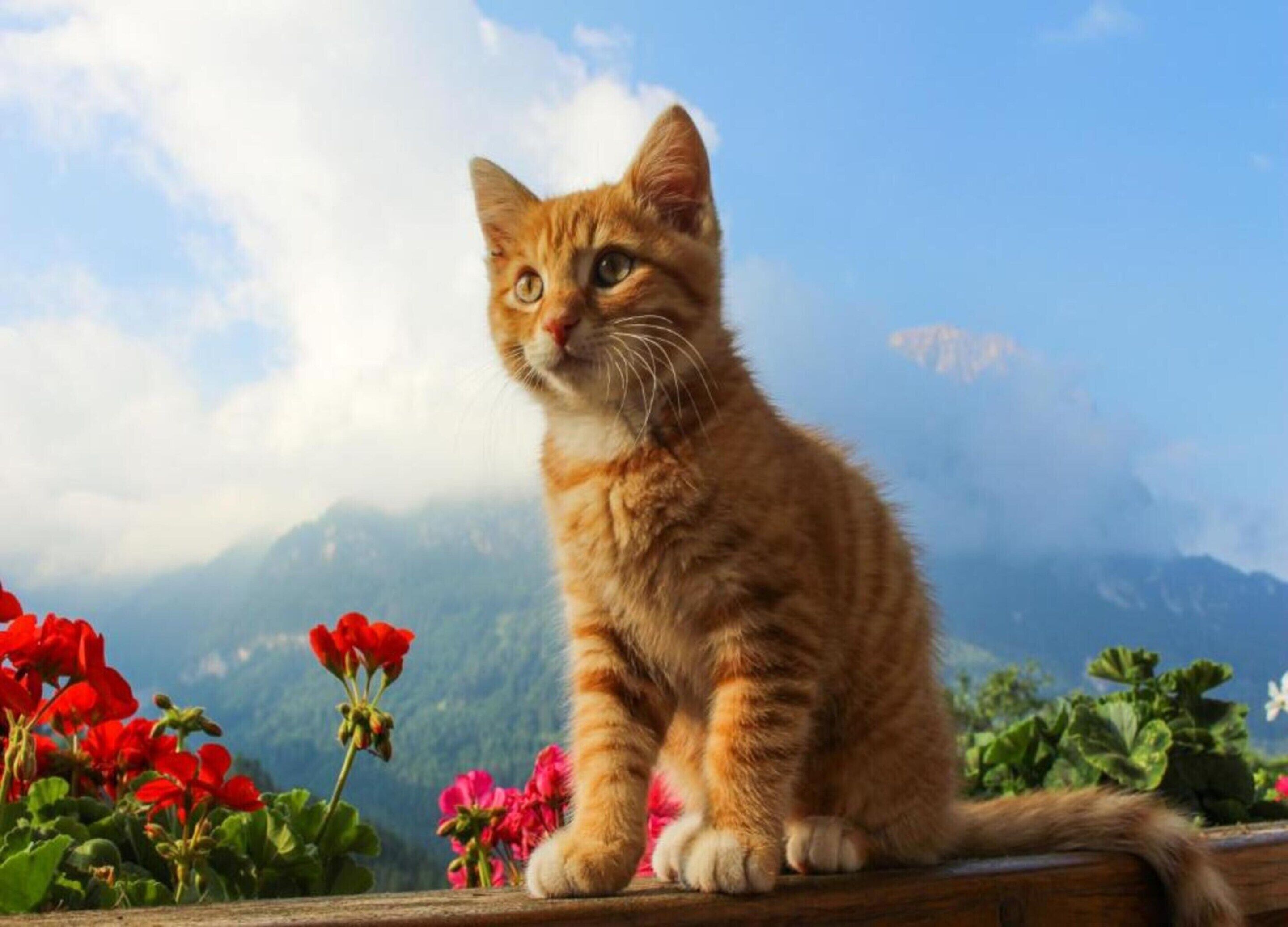 A kitten sitting on a wooden ledge with a mountainous landscape in the background.