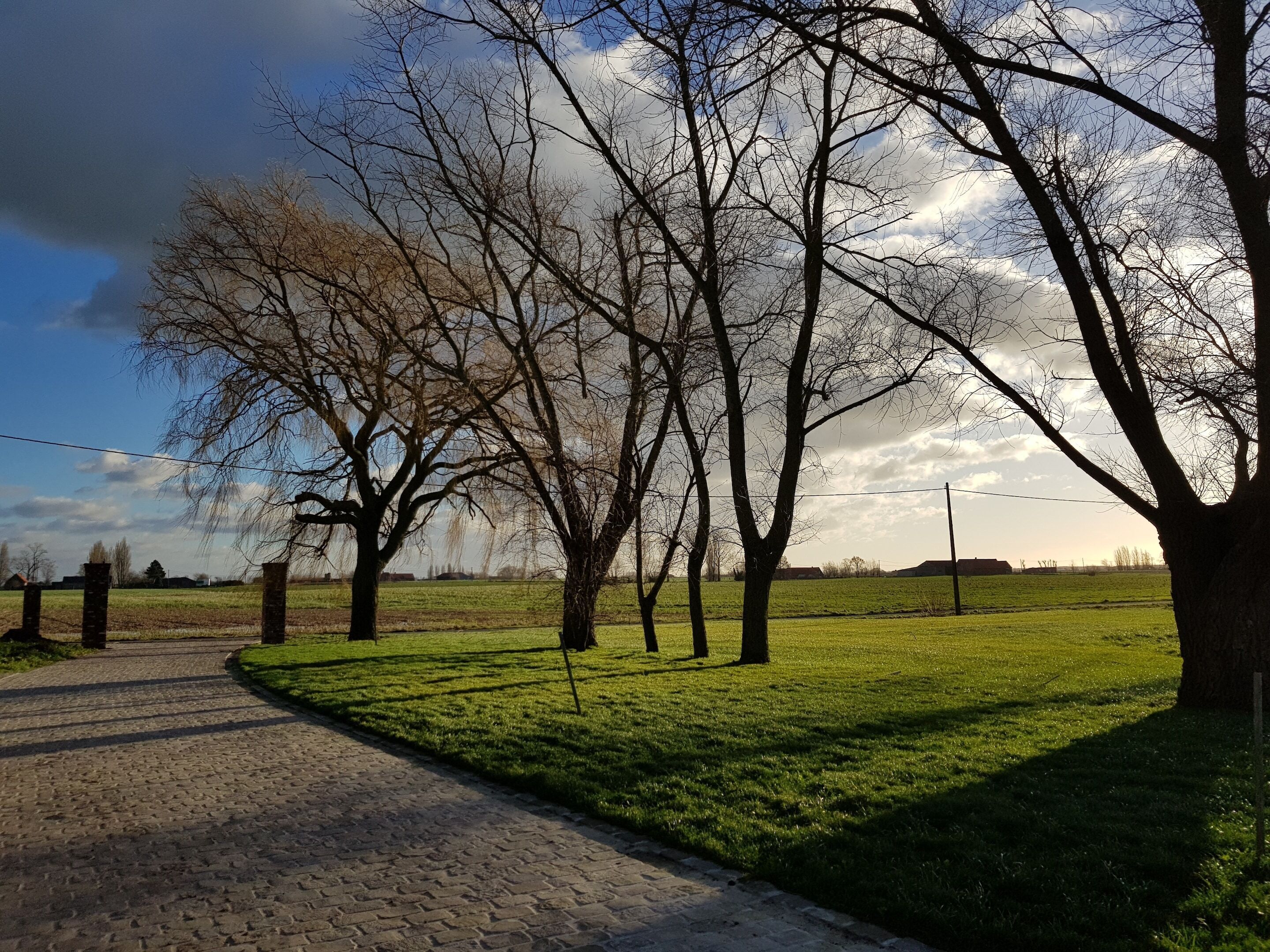 A paved pathway in a park with trees and open fields.