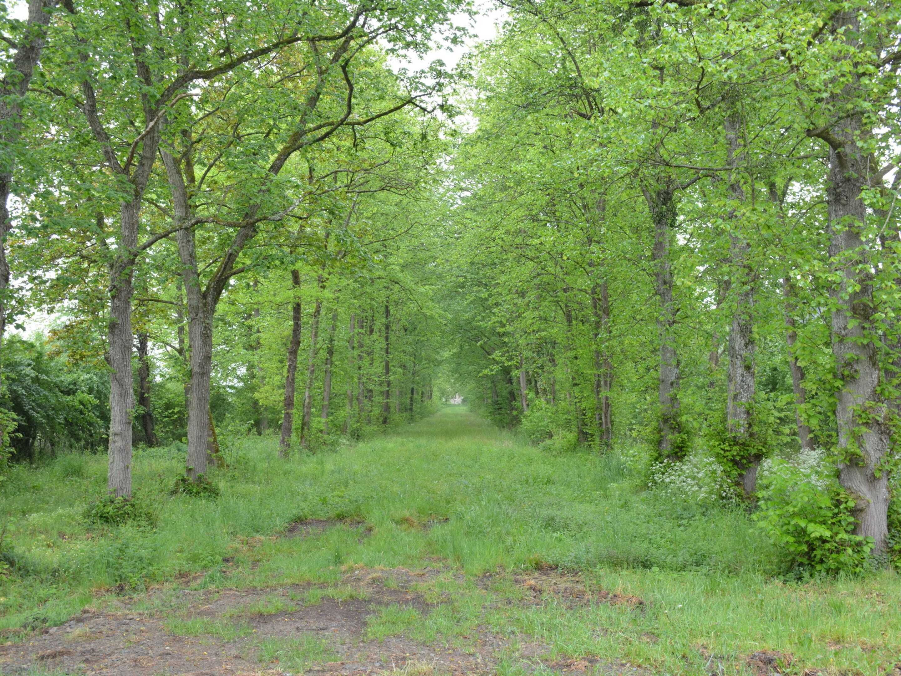 Un sentiero boschivo con alberi alti e fitta vegetazione.