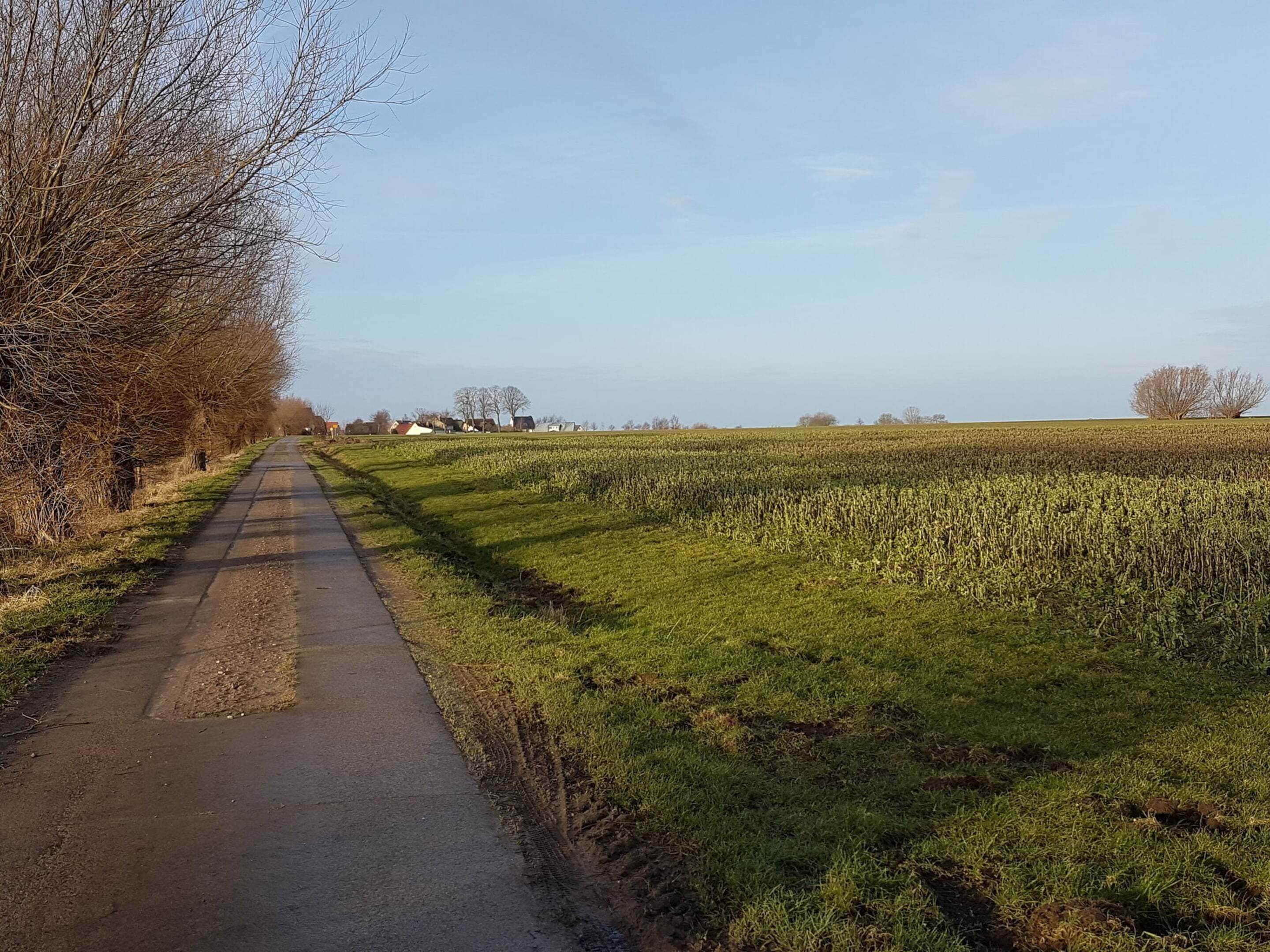 A rural road flanked by fields and leafless trees, leading to a row of houses.