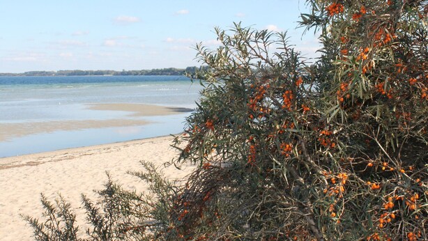 A beach with clear water, sandy shore, and dense vegetation with orange berries.