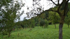 Ein grasbewachsenes Feld mit Bäumen und einer kleinen Struktur in der Ferne.