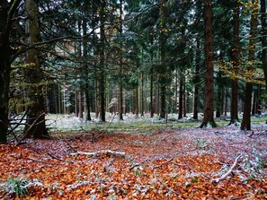 House | View from property - Ubernachten Sie in der Nahe des Winterbergskilifts (Winterberg)