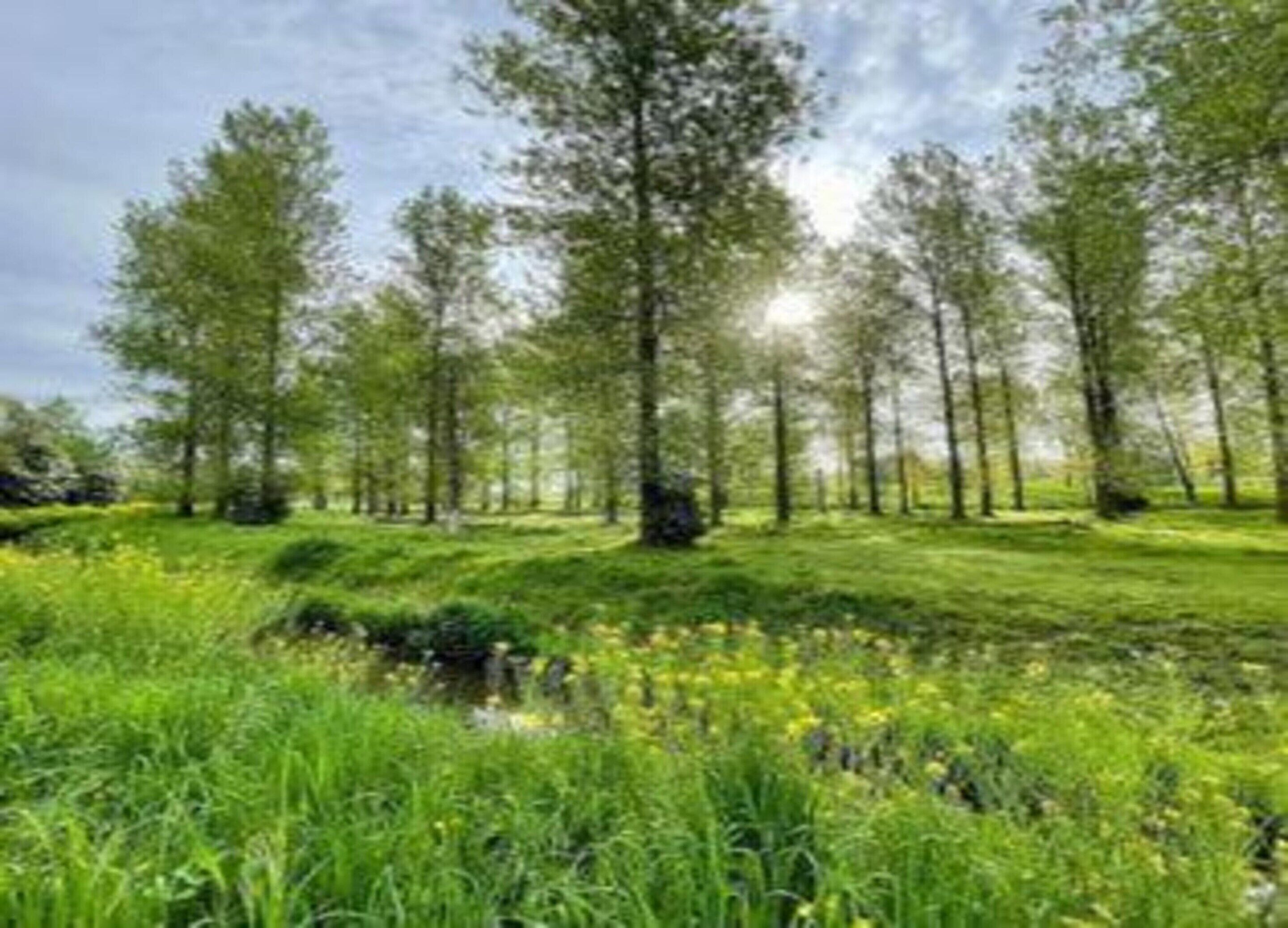 A forested area with tall trees and a stream.