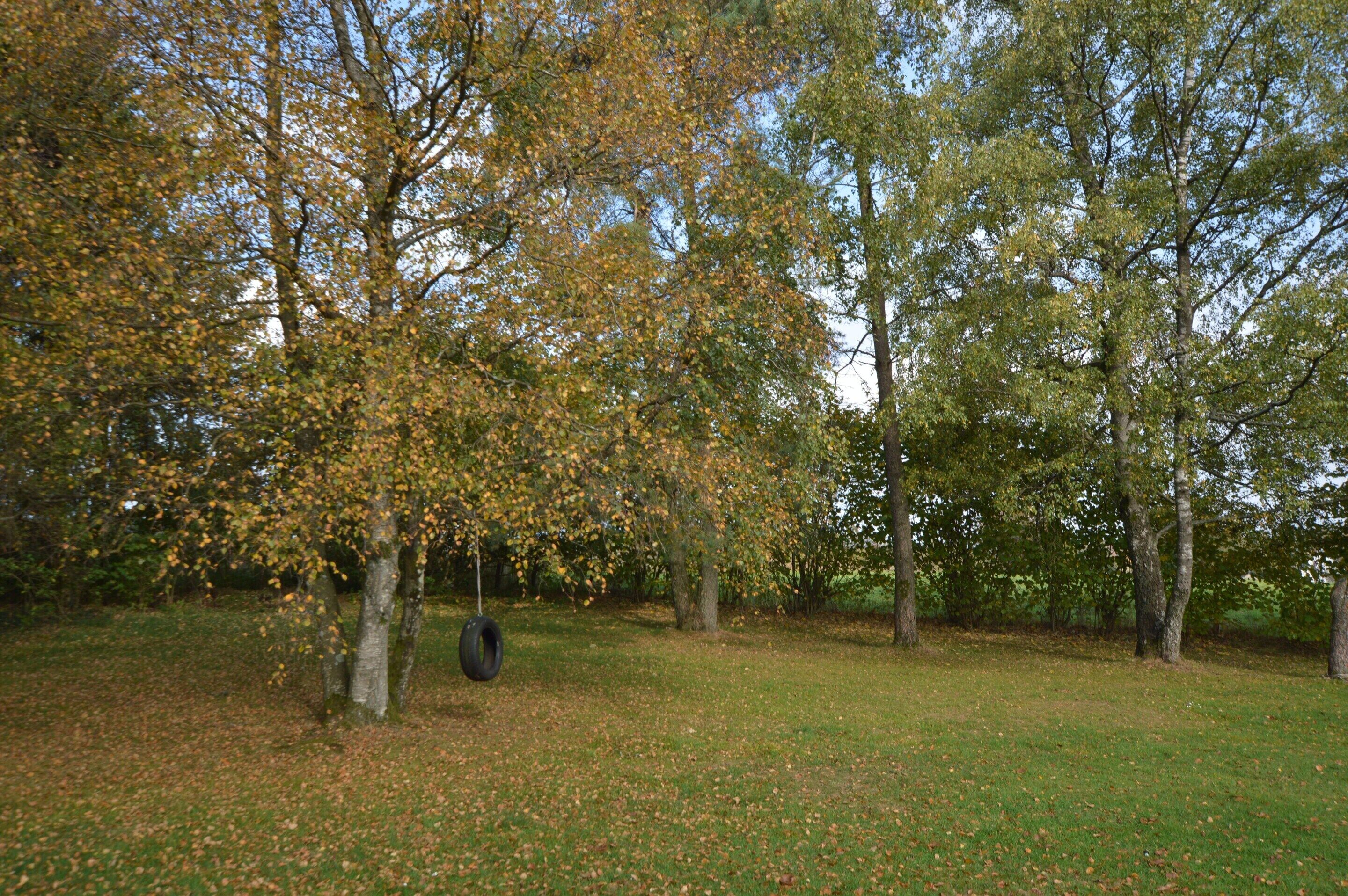 A park with trees, a grassy area, and a tire swing.