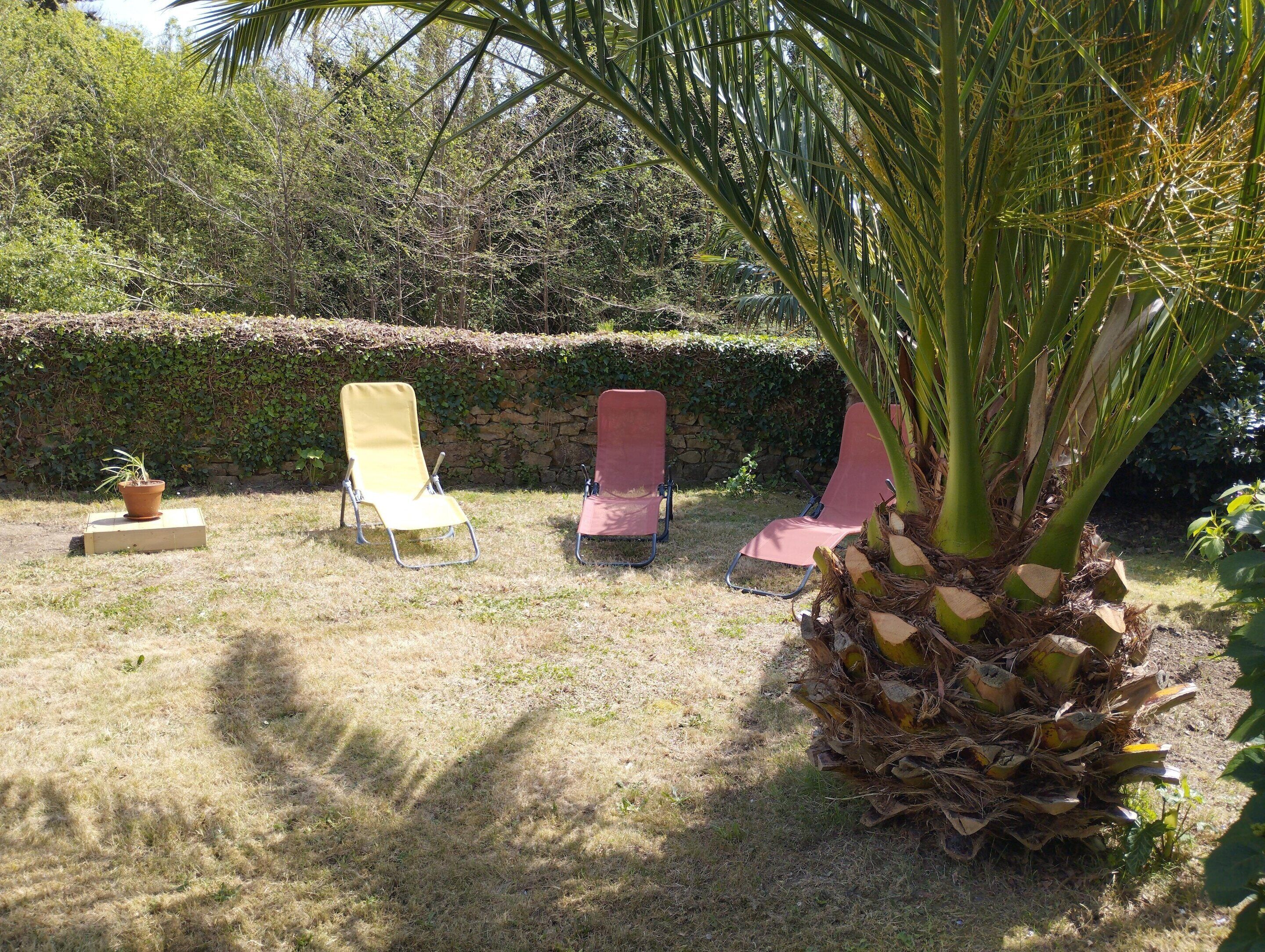 Un jardín con dos sillones de descanso y una palmera.
