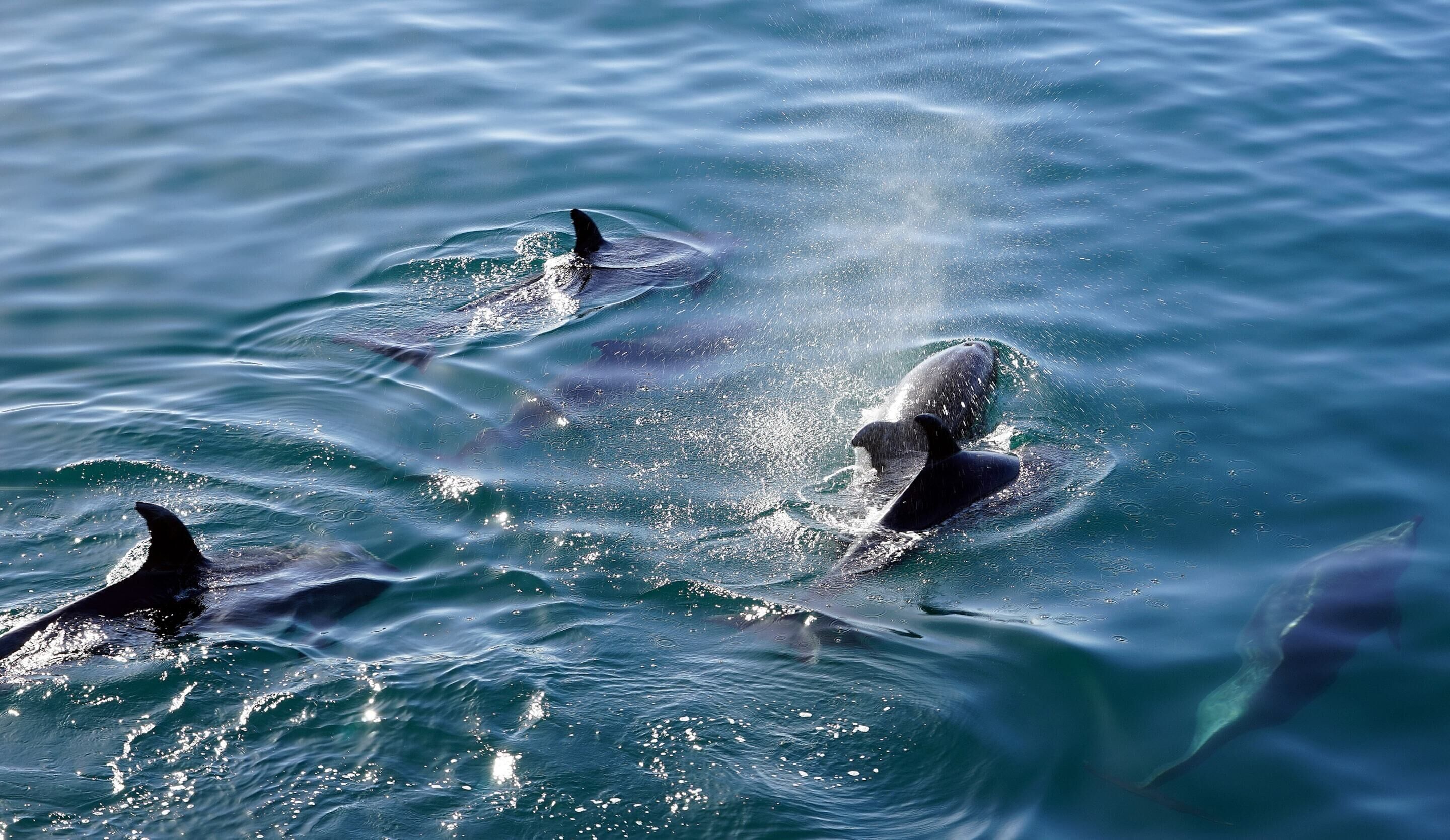 Un groupe de dauphins nageant dans l’océan.
