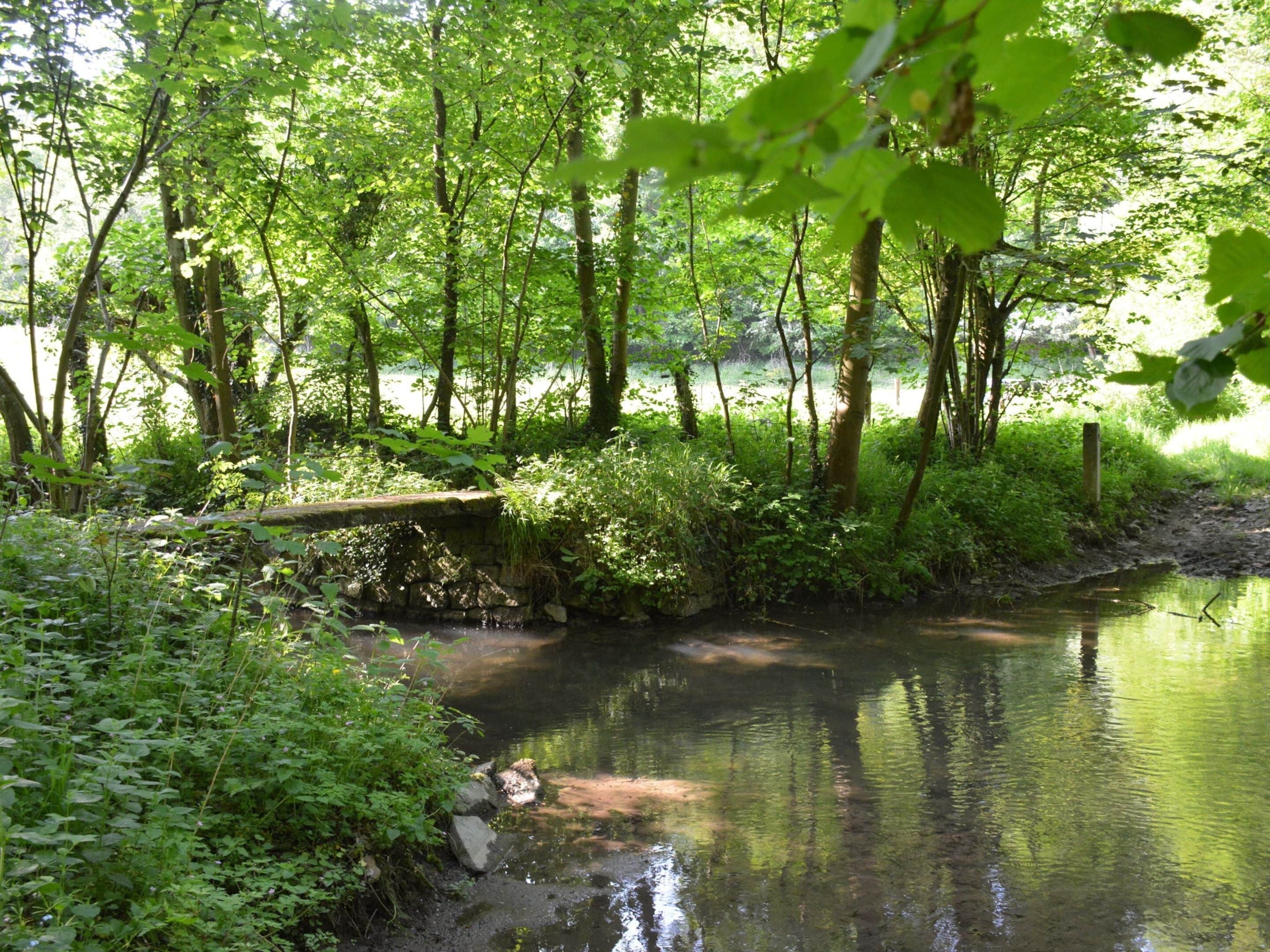 A serene riverside setting with dense greenery and a stone bridge.