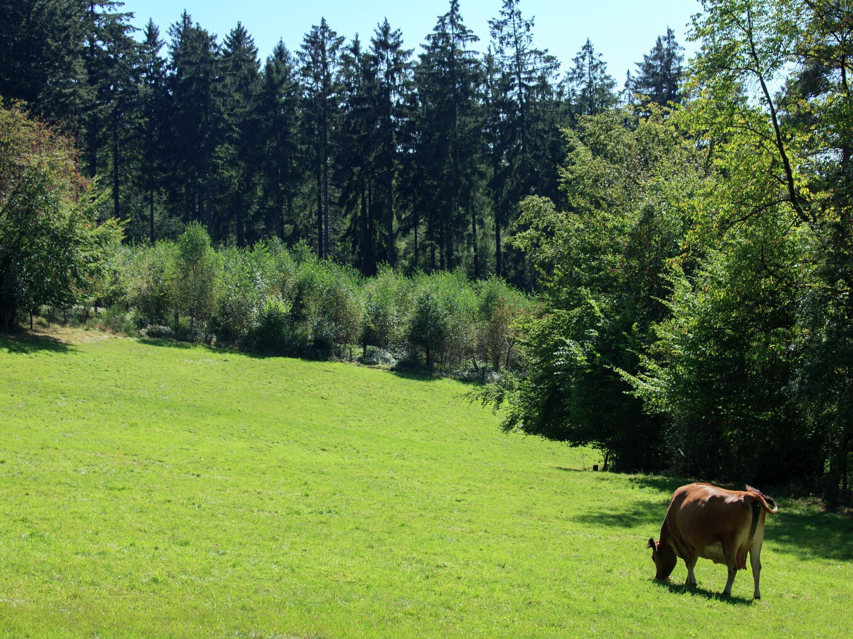 A cow grazing in a grassy field with dense forest in the background.