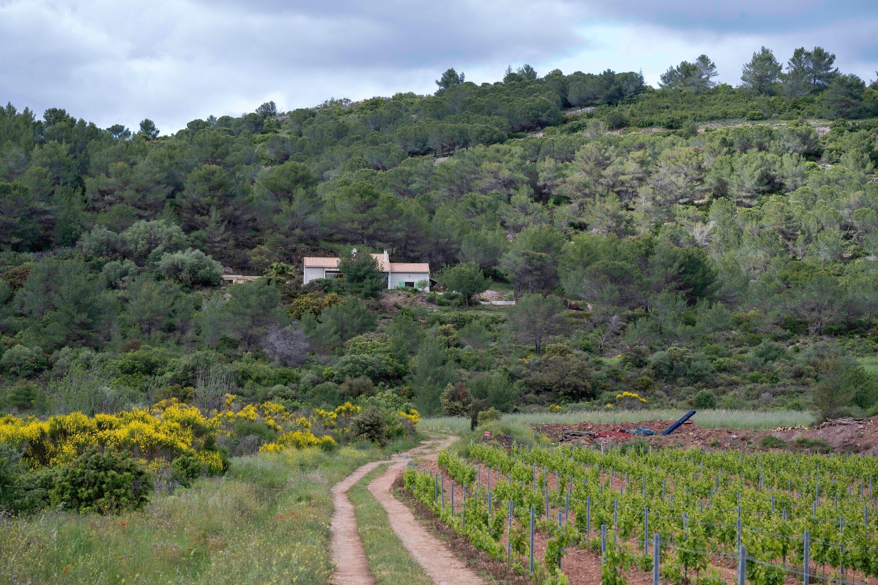 A vineyard with a dirt path leading to a building surrounded by dense greenery and trees.