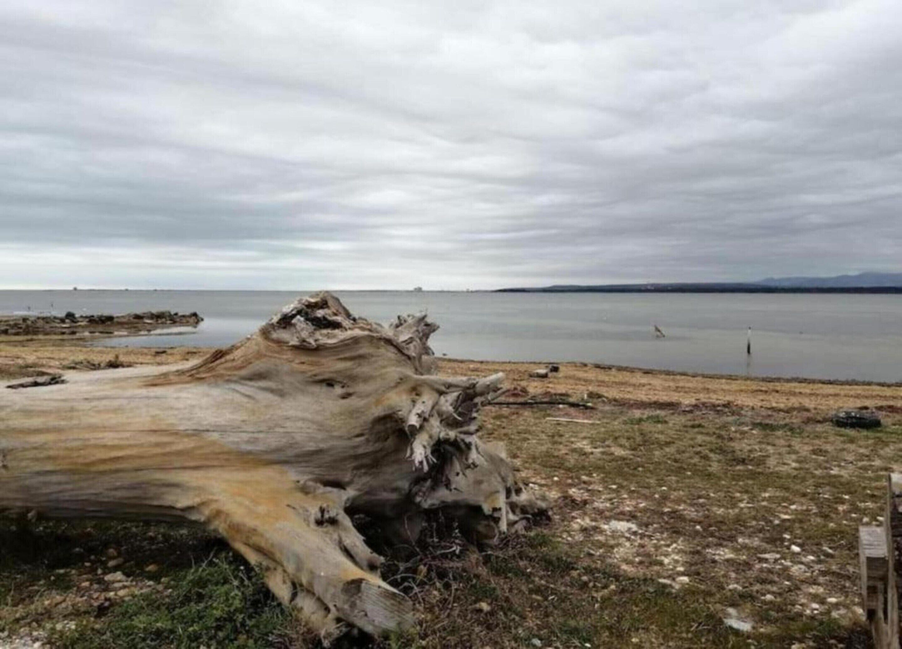 A large driftwood piece on a beach with a calm sea and overcast sky.