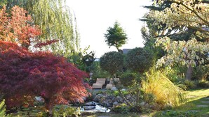 A garden with a small stream, various trees, and a wooden bridge.
