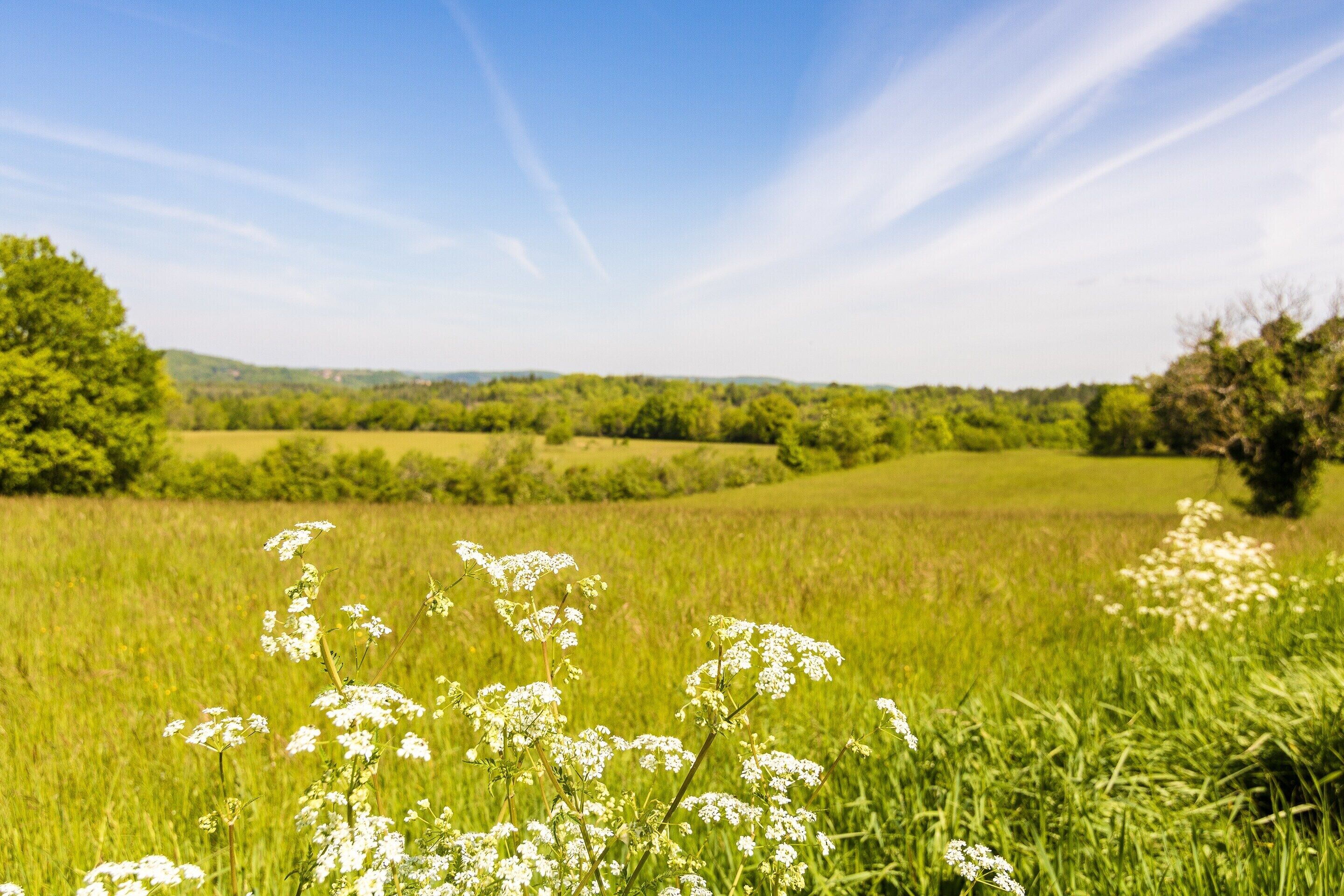 A field with white flowers and green grass under a clear sky.