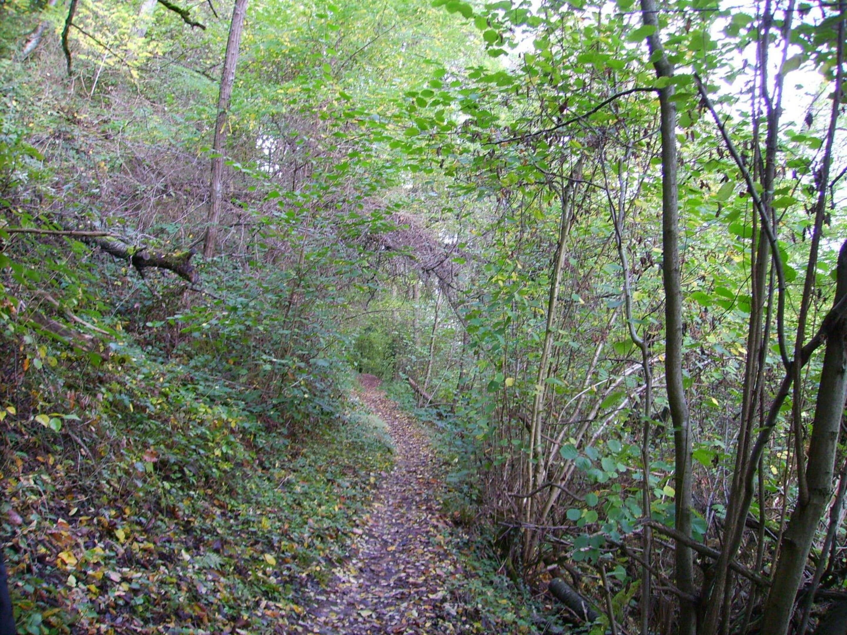 Un sendero boscoso con follaje denso y árboles.