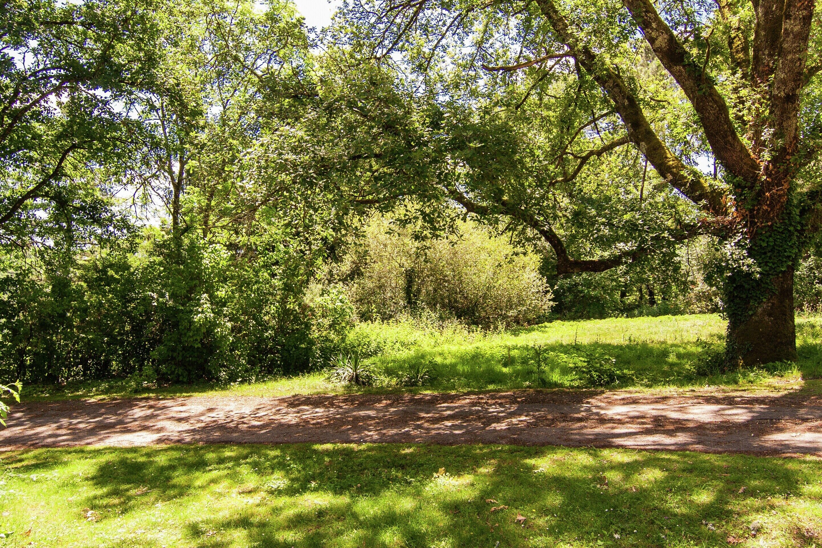 A natural landscape with trees, grass, and a dirt path.
