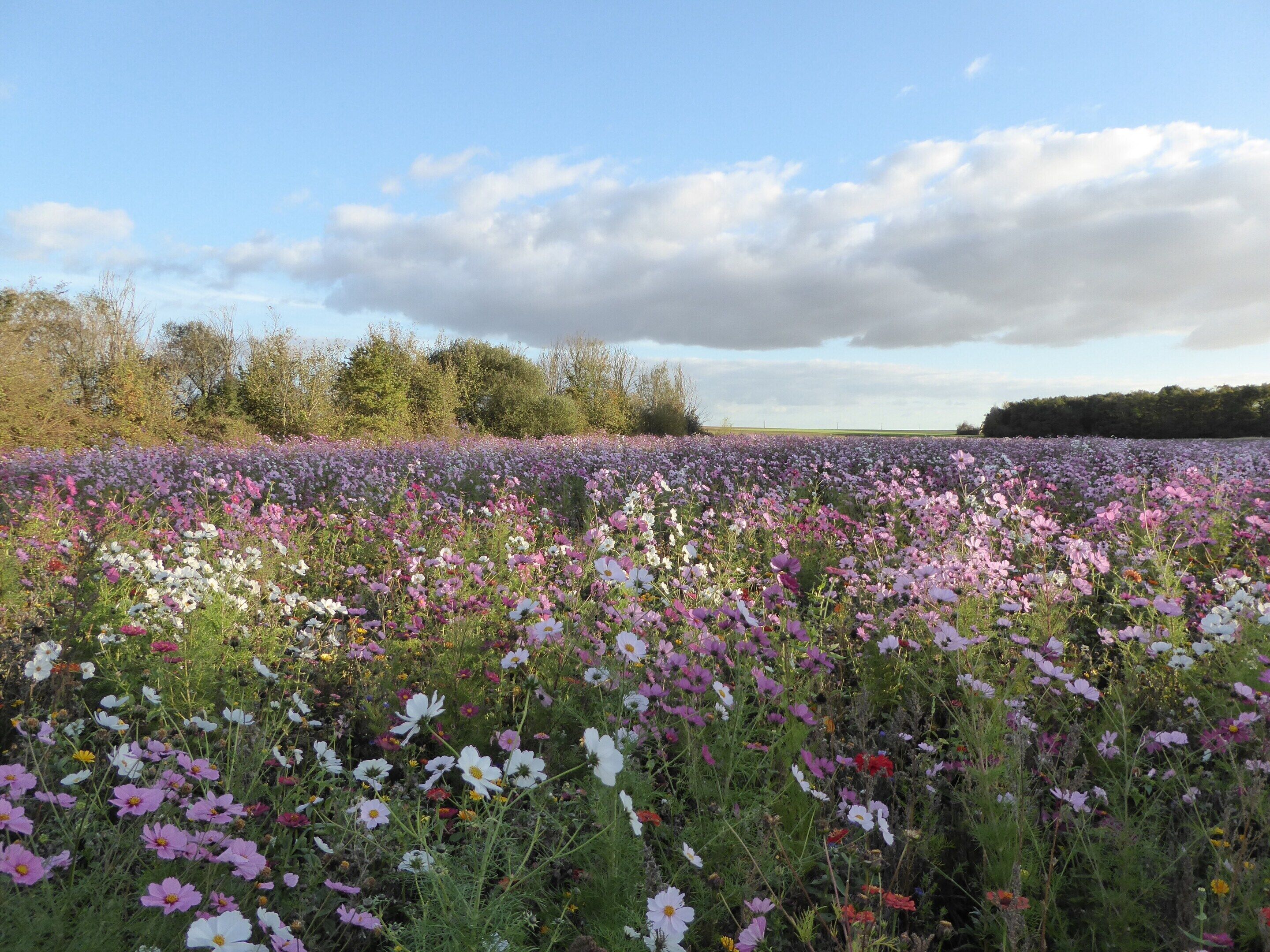 A field of flowers with trees in the background.