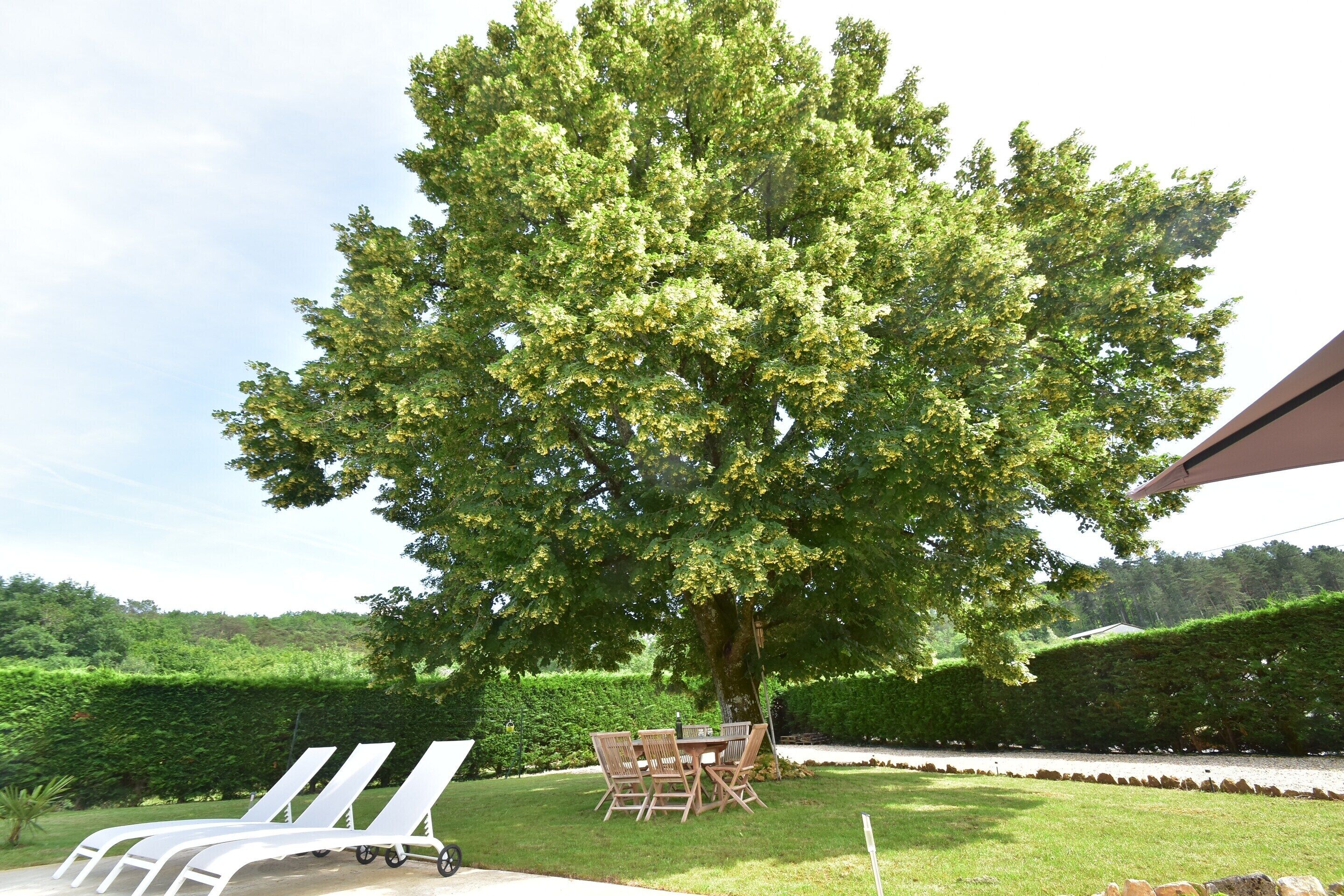 A tree-lined outdoor seating area with a table and chairs.