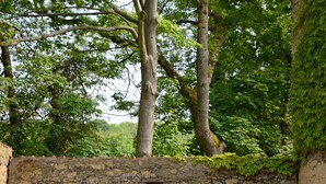 A stone wall with a small window, surrounded by lush green trees. - Cottage in Wierre-effroy Near Forest (Wierre-Effroy)