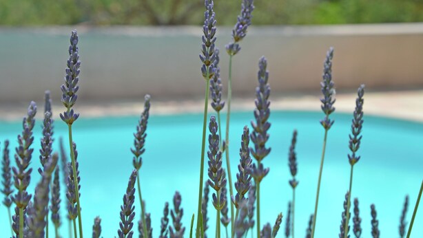 Unclassified image, 1 of 28, button - Splendid Villa. Private Swimmingpool. Nice Surrounding (Bargemon)