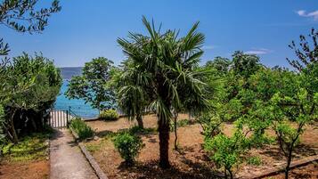 A pathway leading to a beach with palm trees and shrubs.