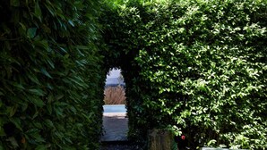Un sendero que atraviesa una espesa siega hasta un banco y un tocón de árbol.
