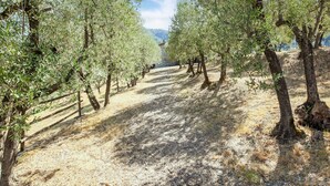An olive grove with rows of trees and a clear sky. - Farmhouse Abode With Pool and Tuscan Charm (Quarrata)