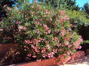Garden - B&B La Douloire (Pernes-les-Fontaines)